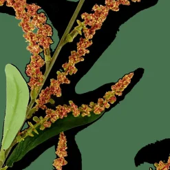 Branches Artificielles^CASA OPHIO Branche